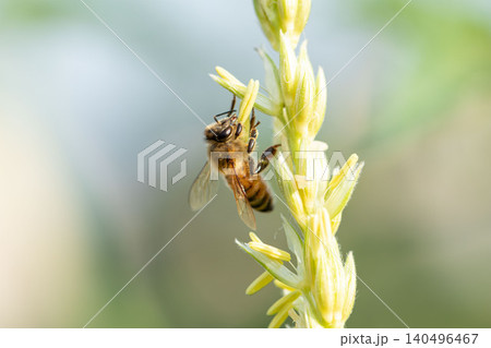 トウモロコシの雄花で蜜を集めるミツバチの接写 140496467