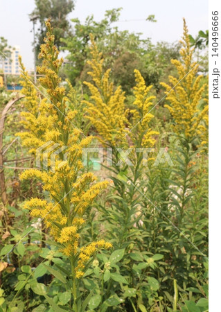 Solidago, goldenrod flowering plant on farm Solidago, goldenrod flowering plant on farm 140496666