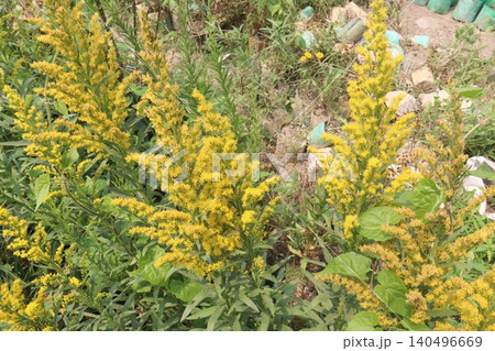 Solidago, goldenrod flowering plant on farm 140496669