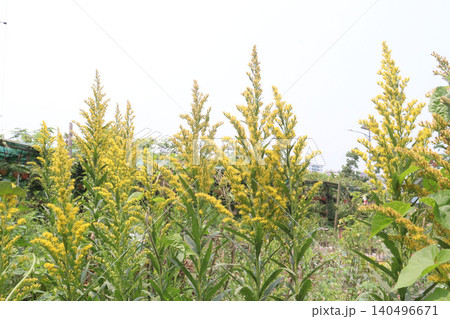 Solidago, goldenrod flowering plant on farm 140496671