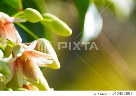 陽光に輝くムベの花のクローズアップ 陽光に輝くムベの花のクローズアップ 140496897