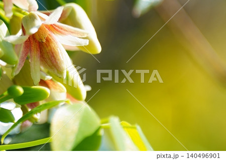 やわらかな光に咲くムベの花 やわらかな光に咲くムベの花 140496901