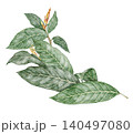 Watercolor Sanchezia plant elongated composition. Hand drawn arrangement with tropical green leaf and flower in botanical style. Exotic floral natural design for garden card or botanical art template 140497080