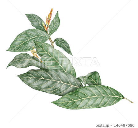 Watercolor Sanchezia plant elongated composition. Hand drawn arrangement with tropical green leaf and flower in botanical style. Exotic floral natural design for garden card or botanical art template 140497080