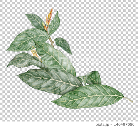 Watercolor Sanchezia plant elongated composition. Hand drawn arrangement with tropical green leaf and flower in botanical style. Exotic floral natural design for garden card or botanical art template Watercolor Sanchezia plant elongated composition. Hand drawn arrangement with tropical green leaf and flower in botanical style. Exotic floral natural design for garden card or botanical art template 140497080