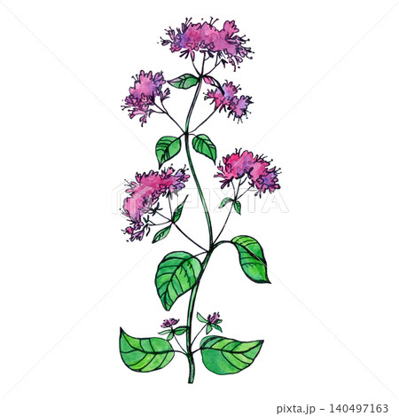 A watercolor sketch of a sprig of fragrant lilac oregano 140497163