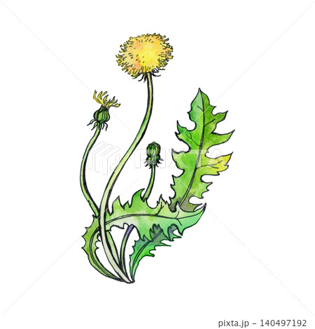 Watercolor sketch of a yellow dandelion Watercolor sketch of a yellow dandelion 140497192