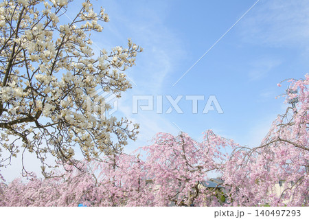 爽やかな日中線枝垂れ桜並木　桜とモクレン　福島県 140497293
