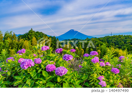 【静岡県】箱根西麓から、アジサイ越しの富士山 【静岡県】箱根西麓から、アジサイ越しの富士山 140497490