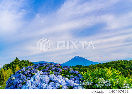 【静岡県】箱根西麓から、アジサイ越しの富士山 140497491