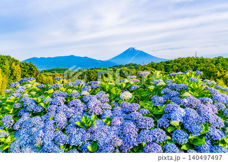 【静岡県】箱根西麓から、アジサイ越しの富士山 【静岡県】箱根西麓から、アジサイ越しの富士山 140497497