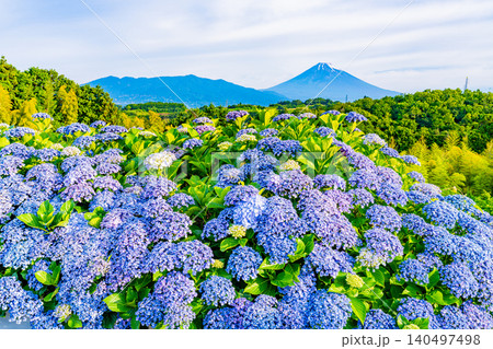 【静岡県】箱根西麓から、アジサイ越しの富士山 【静岡県】箱根西麓から、アジサイ越しの富士山 140497498
