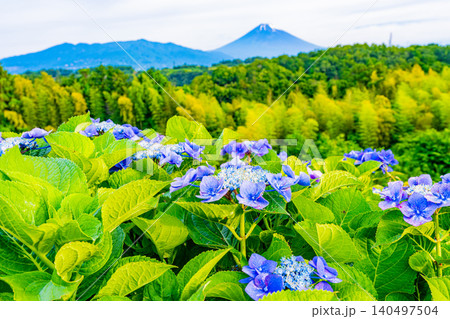 【静岡県】箱根西麓から、アジサイ越しの富士山 【静岡県】箱根西麓から、アジサイ越しの富士山 140497504