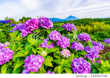 【静岡県】箱根西麓から、アジサイ越しの富士山 【静岡県】箱根西麓から、アジサイ越しの富士山 140497506