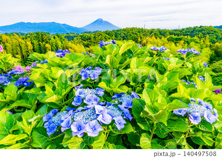 【静岡県】箱根西麓から、アジサイ越しの富士山 【静岡県】箱根西麓から、アジサイ越しの富士山 140497508