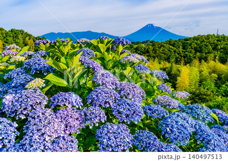 【静岡県】箱根西麓から、アジサイ越しの富士山 140497513
