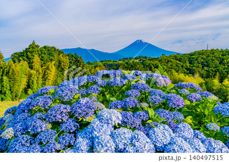 【静岡県】箱根西麓から、アジサイ越しの富士山 【静岡県】箱根西麓から、アジサイ越しの富士山 140497515