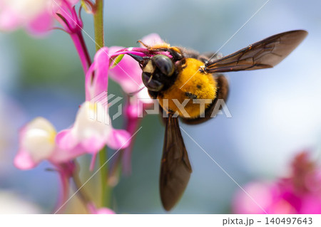 リナリアの花で蜜を集めるキムネクマバチ リナリアの花で蜜を集めるキムネクマバチ 140497643