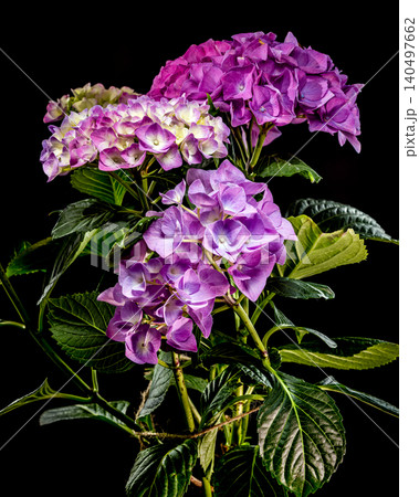 Beautiful purple hydrangea flowers blooming against a solid black background Beautiful purple hydrangea flowers blooming against a solid black background 140497662