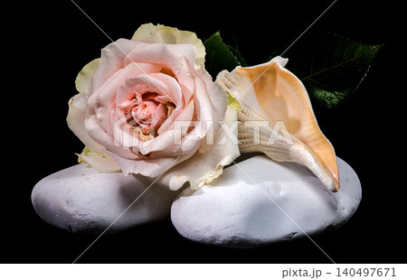 Beautiful pink rose with seashell and leaves on white stones 140497671