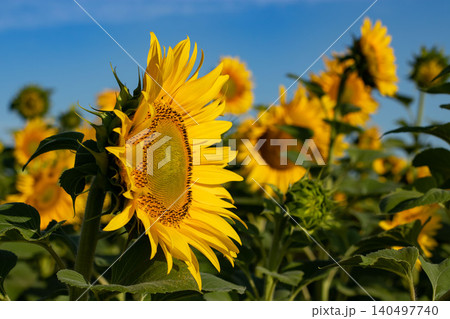 Sunflower field low angle side view golden summer day Sunflower field low angle side view golden summer day 140497740