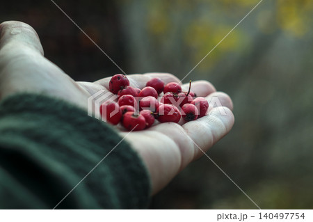 Wild hawthorn berries cupped in hand dark moody forest 140497754