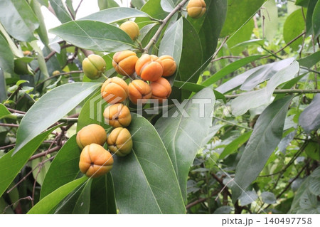Suregada multiflora, sometimes called the false lime tree plant Suregada multiflora, sometimes called the false lime tree plant 140497758