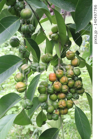 Suregada multiflora, sometimes called the false lime tree plant 140497766