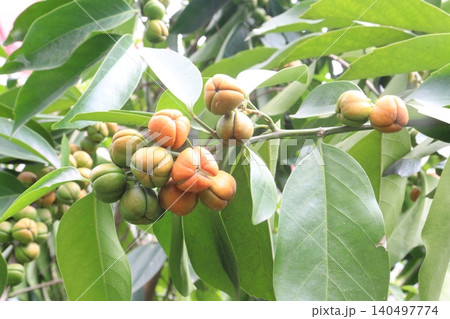 Suregada multiflora, sometimes called the false lime tree plant Suregada multiflora, sometimes called the false lime tree plant 140497774
