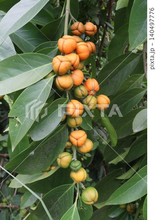 Suregada multiflora, sometimes called the false lime tree plant Suregada multiflora, sometimes called the false lime tree plant 140497776