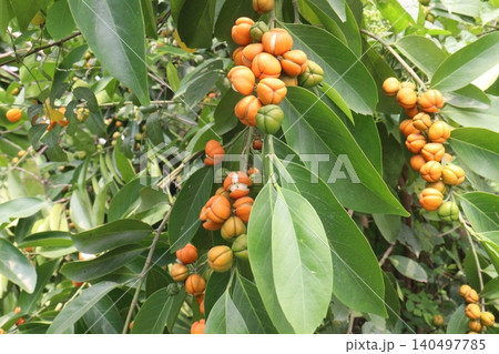 Suregada multiflora, sometimes called the false lime tree plant Suregada multiflora, sometimes called the false lime tree plant 140497785