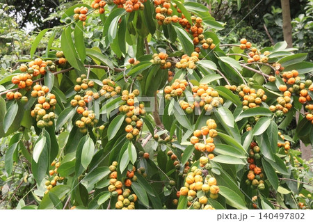 Suregada multiflora, sometimes called the false lime tree plant Suregada multiflora, sometimes called the false lime tree plant 140497802
