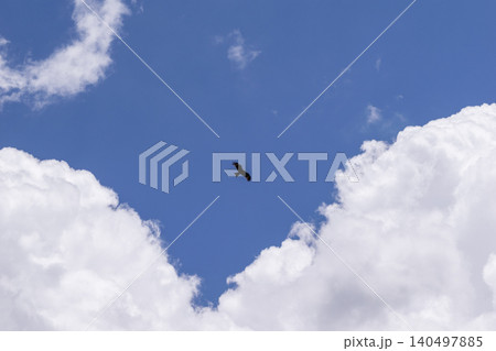 青空に舞うトンビ 140497885