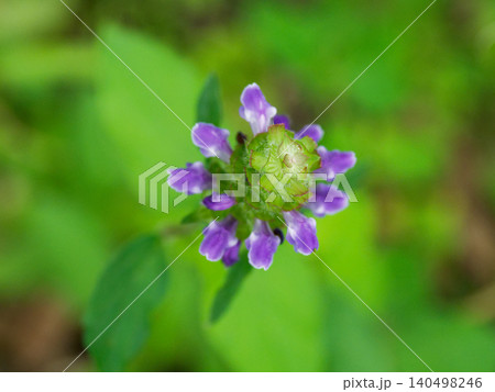 シソ科ウツボグサの開花 シソ科ウツボグサの開花 140498246