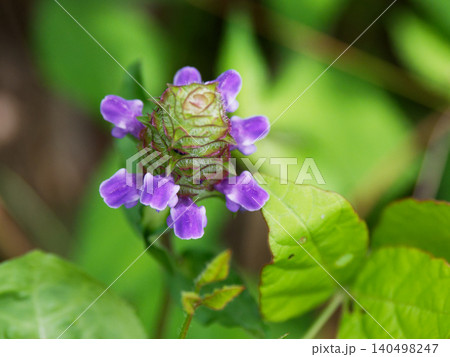 シソ科ウツボグサの開花 シソ科ウツボグサの開花 140498247