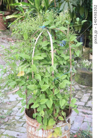 Sweet autumn clematis flower plant on nursery Sweet autumn clematis flower plant on nursery 140498302