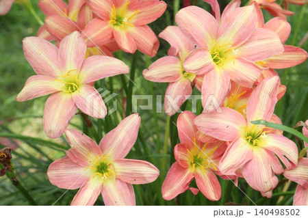 Zephyranthes minuta flower tree plant on nursery Zephyranthes minuta flower tree plant on nursery 140498502