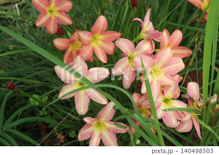 Zephyranthes minuta flower tree plant on nursery 140498503