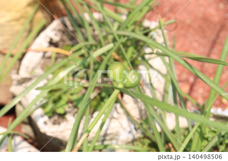 Zephyranthes minuta flower tree plant on nursery 140498506