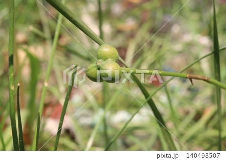 Zephyranthes minuta flower tree plant on nursery Zephyranthes minuta flower tree plant on nursery 140498507