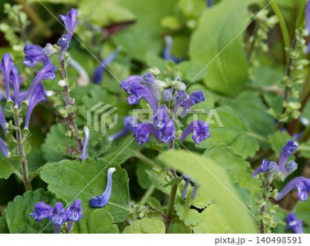 シソ科タツナミソウの青紫色の花 140498591
