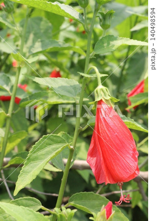 Wax mallow flower plant on nursery 140498594
