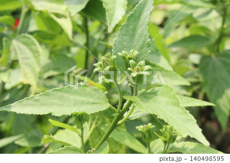 Wax mallow flower plant on nursery Wax mallow flower plant on nursery 140498595