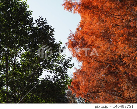 紅葉したメタセコイアの大木 色づいた景色 秋の移ろい コピースペース バックグラウンド 背景 紅葉したメタセコイアの大木 色づいた景色 秋の移ろい コピースペース バックグラウンド 背景 140498751