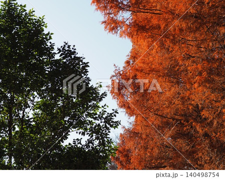 紅葉したメタセコイアの大木 色づいた景色 秋の移ろい コピースペース バックグラウンド 背景 紅葉したメタセコイアの大木 色づいた景色 秋の移ろい コピースペース バックグラウンド 背景 140498754