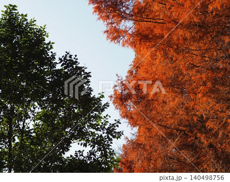 紅葉したメタセコイアの大木 色づいた景色 秋の移ろい コピースペース バックグラウンド 背景 紅葉したメタセコイアの大木 色づいた景色 秋の移ろい コピースペース バックグラウンド 背景 140498756
