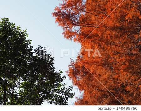 紅葉したメタセコイアの大木 色づいた景色 秋の移ろい コピースペース バックグラウンド 背景 紅葉したメタセコイアの大木 色づいた景色 秋の移ろい コピースペース バックグラウンド 背景 140498760