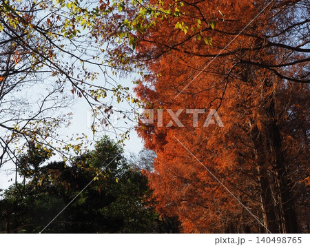 紅葉したメタセコイアの大木　色づいた景色　秋の移ろい　コピースペース　バックグラウンド　背景 140498765