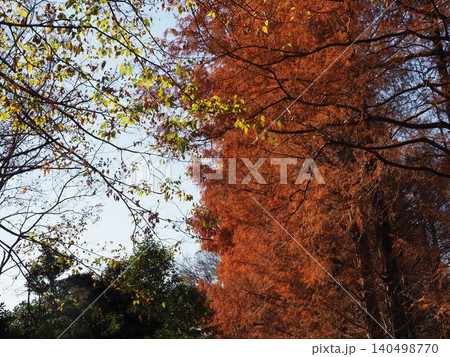 紅葉したメタセコイアの大木 色づいた景色 秋の移ろい コピースペース バックグラウンド 背景 紅葉したメタセコイアの大木 色づいた景色 秋の移ろい コピースペース バックグラウンド 背景 140498770