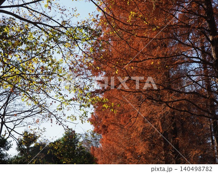 紅葉したメタセコイアの大木 色づいた景色 秋の移ろい コピースペース バックグラウンド 背景 紅葉したメタセコイアの大木 色づいた景色 秋の移ろい コピースペース バックグラウンド 背景 140498782